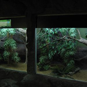 tank for king cobra (Ophiophagus hannah)