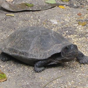 black turtle (Siebenrockiella crassicollis)