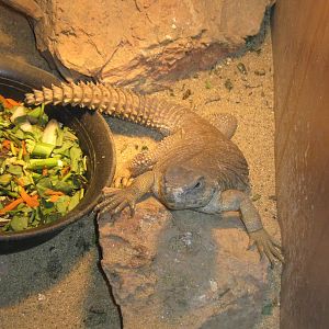 Egyptian Dab (Uromastyx aegyptia)