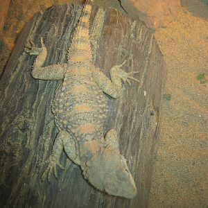 Painted Agama (Laudakia stellio brachydactyla)