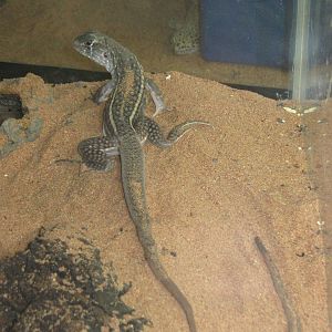 Bohmes Butterfly Lizard (Leiolepis boehmei)