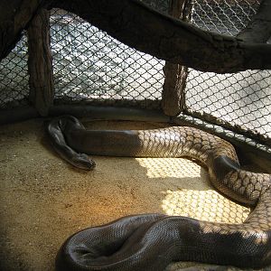 Papuan Olive Python (Apodora papuana)