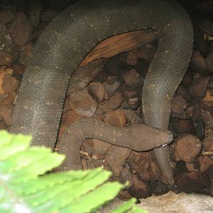 Viper boa (Candoia aspera)