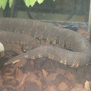 Viper boa (Candoia aspera)