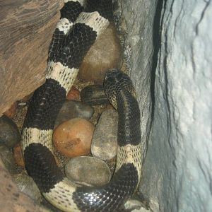 Blue Krait (Bungarus candidus)