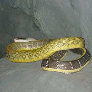 Cave Racer (Elaphe taeniura ridleyi)