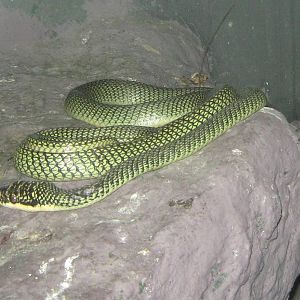 Ornate Flying Snake (Chrysopelea ornata)