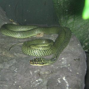 Ornate Flying Snake (Chrysopelea ornata)