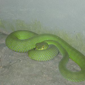 Big-eyed pit-viper (Trimeresurus macrops)