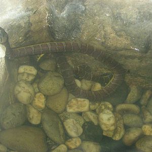 Puff-faced Water Snakes (Homalopsis buccata)
