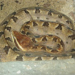 Malayan pit-viper (Calloselasma rhodostoma)