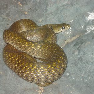 Yellow-spotted Keelback (Xenochrophis flavipunctatus)