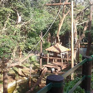 Enclosure Yucatan spider monkeys