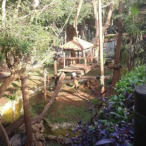 Enclosure Yucatan spider monkeys
