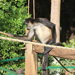 Yucatan spider monkey