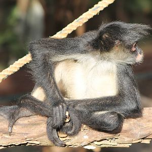 Yucatan spider monkey