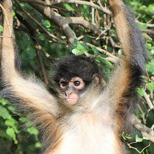 Yucatan spider monkey
