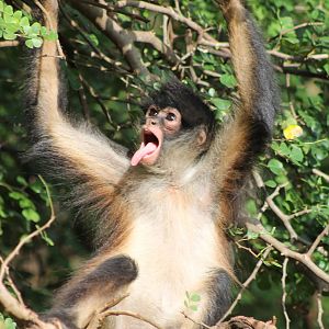 Yucatan spider monkey