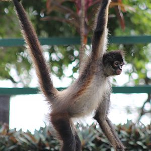Yucatan spider monkey