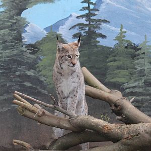 Eurasian Lynx - Jan 2014