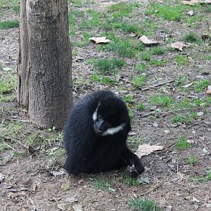 White-cheeked Gibbon - Jan 2014