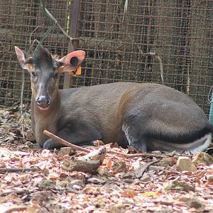 Fea's muntjac (Muntiacus feae)