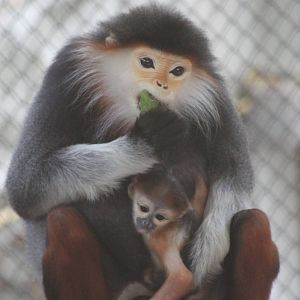 red-shanked douc (Pygathrix nemaeus)