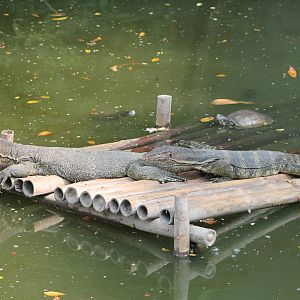 water monitors (Varanus salvator)