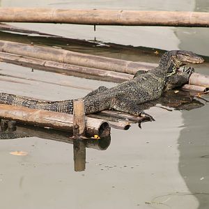 water monitor (Varanus salvator)