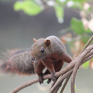 red-bellied squirrel (Callosciurus erythraeus)