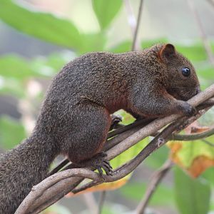 red-bellied squirrel (Callosciurus erythraeus)