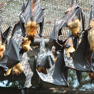 Lyle's fruit bats (Pteropus lylei)