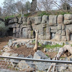 Brown Bear Enclosure - Jan 2014