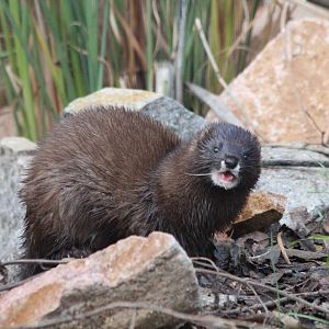 European Mink - Jan 2014