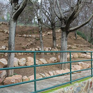 Mouflon Enclosure - Jan 2014