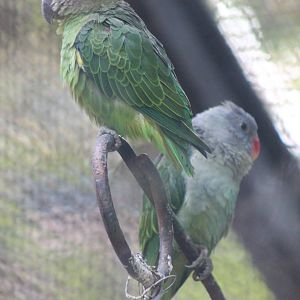 blue-rumped parrots (Psittinus cyanurus)