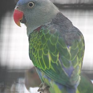 male blue-rumped parrot (Psittinus cyanurus)