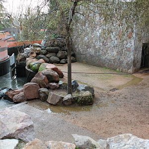 Common Hippopotamus Enclosures - Jan 2014