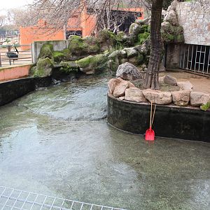 Common Hippopotamus Enclosure - Jan 2014