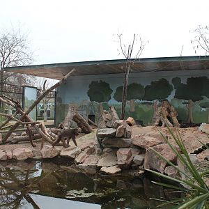 Mandrill Enclosure - Jan 2014