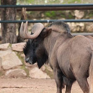 Black Wildebeest - Jan 2014