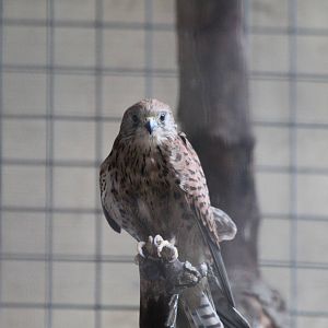 Lesser Kestrel - Jan 2014