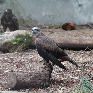 Black Kite - Jan 2014