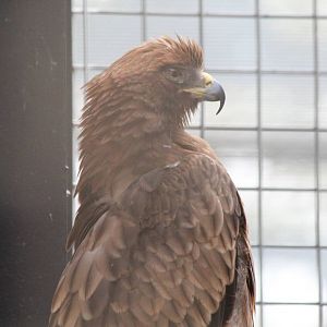 Booted Eagle - Jan 2014