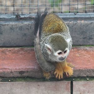 Squirrel Monkey - Jan 2014