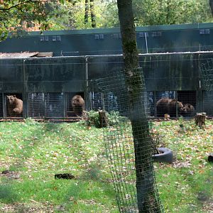 bear holding area in the bear forrest