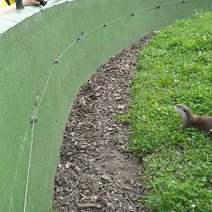 Asian Small-clawed Otter