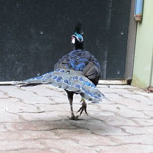 Palawan Peacock Pheasant