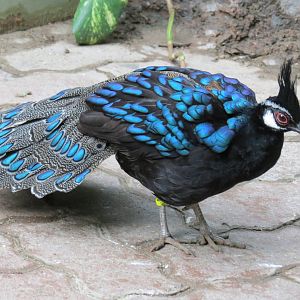 Palawan Peacock Pheasant