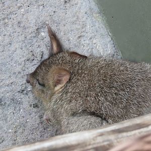 Brush-tailed Bettong